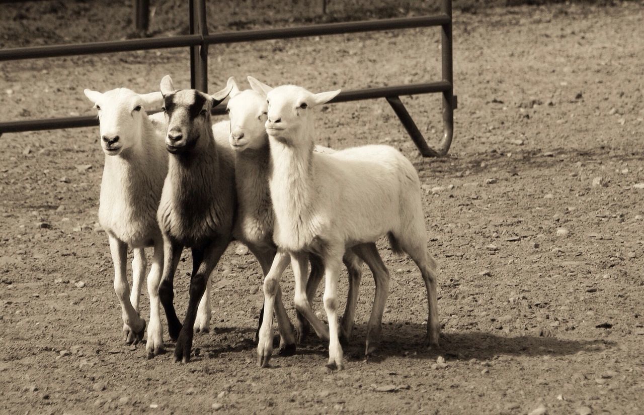 animal themes, domestic animals, livestock, mammal, herbivorous, two animals, sheep, field, standing, animal pen, cow, fence, domestic cattle, horse, farm, young animal, day, no people, working animal, outdoors