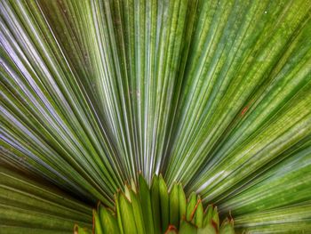 Full frame of leaves