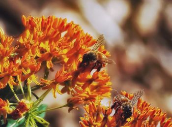 Close-up of bee on flower