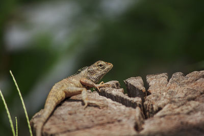 Close-up of lizard on rock