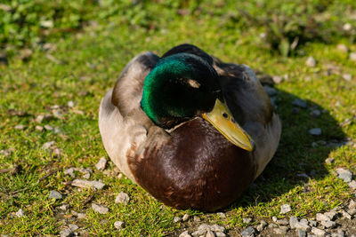 Close-up of a duck on field