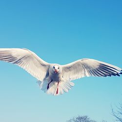 Low angle view of bird flying against clear blue sky