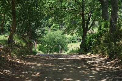 Dirt road amidst trees in forest