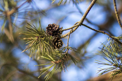 Close-up of pine cone on branch