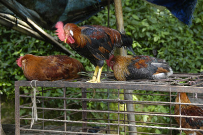 Chickens on cage