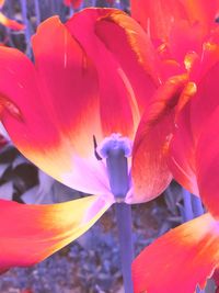 Close-up of red flower