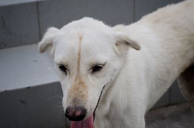 Close-up portrait of white dog