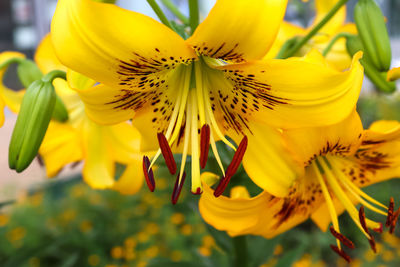 Beautiful yellow lily flower in close up view with a soft background
