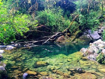 River amidst trees in forest