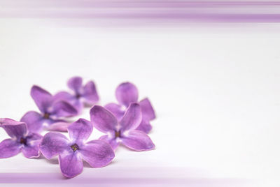 Close-up of purple flower over white background