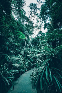 Bamboo trees in forest