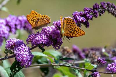 Close-up of butterfly pollinating on flower