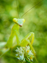 Close-up of insect on flower