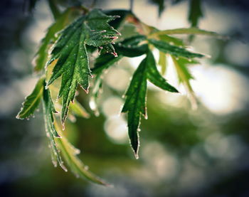 Close-up of water drops on plant