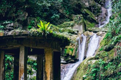 Scenic view of waterfall in forest