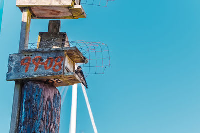 Low-angle view of purple martin in its birdhouse