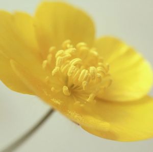 Close-up of yellow flower