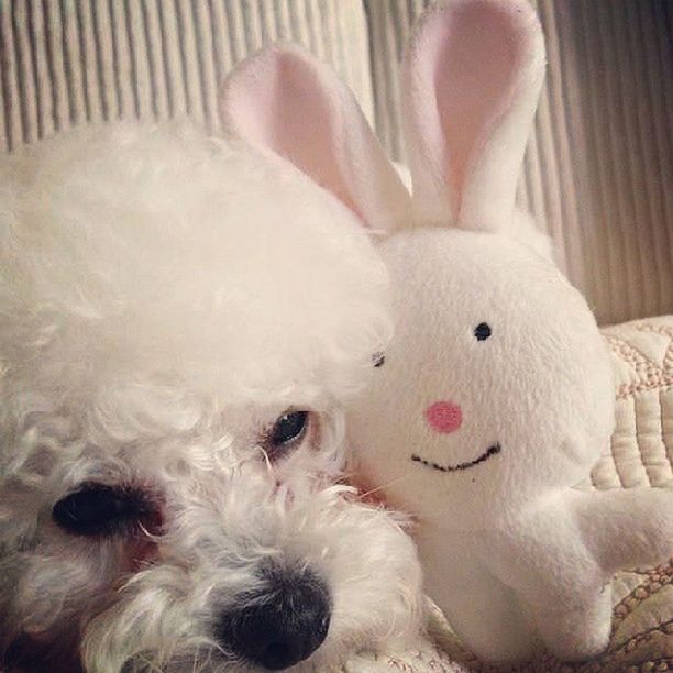 domestic animals, animal themes, indoors, dog, pets, mammal, white color, stuffed toy, one animal, toy, close-up, relaxation, cute, lying down, resting, home interior, young animal, puppy, sleeping, two animals