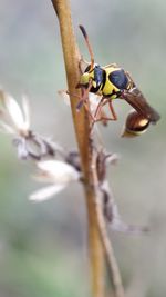 Close-up of insect on flower