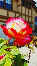 Close-up of fresh pink rose blooming outdoors