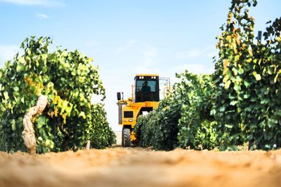 Mechanical grape harvester working in vineyard