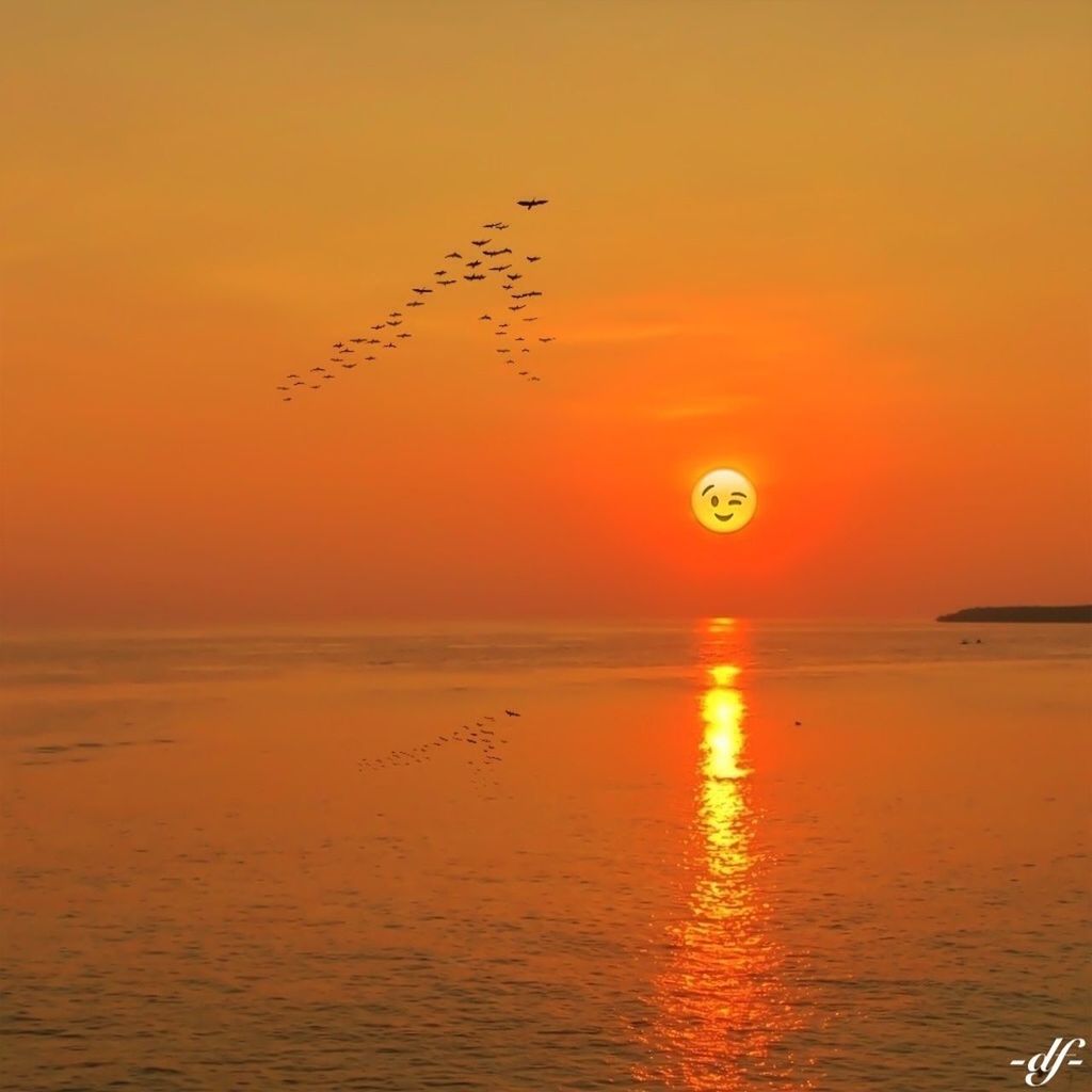 sunset, water, orange color, sea, scenics, horizon over water, sun, beauty in nature, tranquil scene, waterfront, tranquility, bird, idyllic, nature, reflection, sky, flying, rippled, animal themes, silhouette