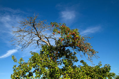 Low angle view of flowering tree against blue sky