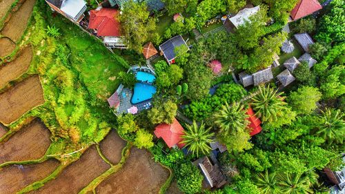 High angle view of flowering plants by building