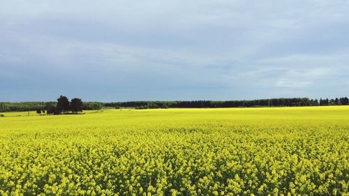 Scenic view of oilseed rape field against sky