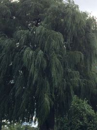 Scenic view of trees