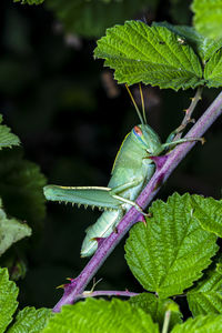 Close-up of insect on leaves