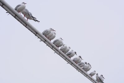 Low angle view of seagulls perching against clear sky