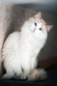 White fluffy cat with blue eyes sitting on the shelf and looking at the camera. vertical format