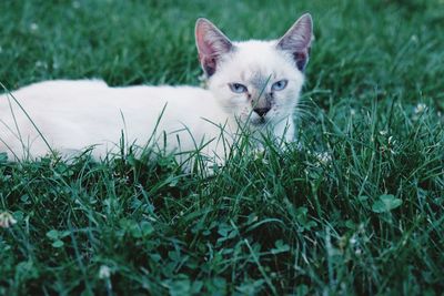 Kitten portrait outdoor