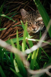 Portrait of cat on field