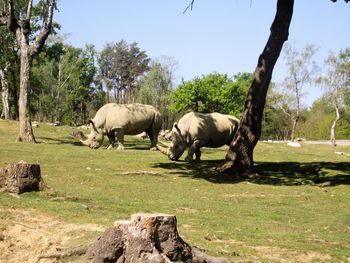 Horses standing on field against trees