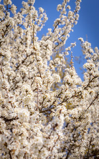 Low angle view of cherry blossom tree