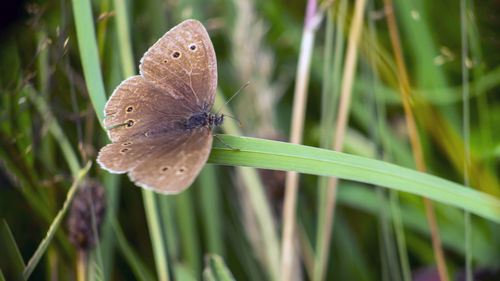 Close-up of butterfly on leaf