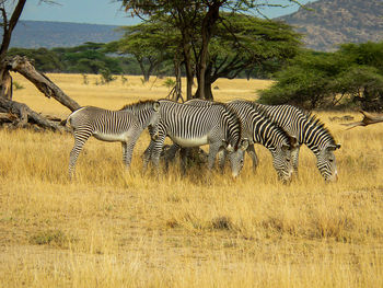 Zebra zebras on grass