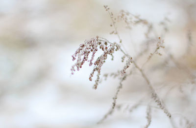 Close-up of white flowering plant