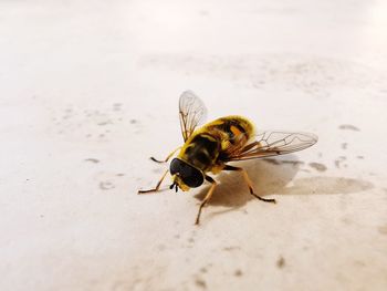 Close-up of honey bee pollinating flower