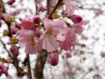 Close-up of pink cherry blossom