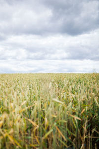 Crops growing on field against sky