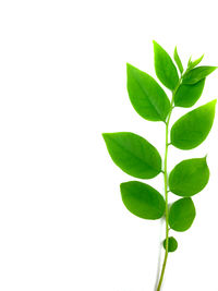 Close-up of leaves against white background