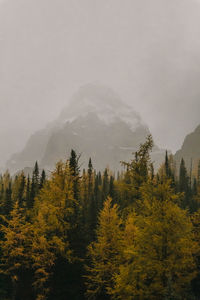 Scenic view of forest against sky during foggy weather
