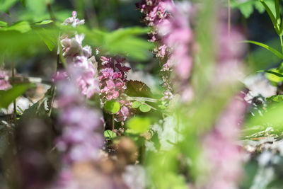 Close-up of flowers growing on tree