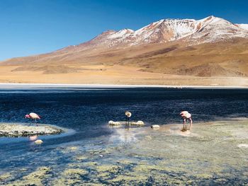 View of birds in lake against mountain range