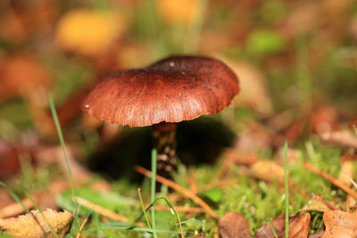 Close-up of mushroom growing on field