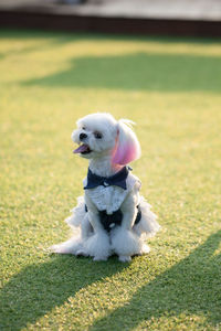 High angle view of a dog running on field