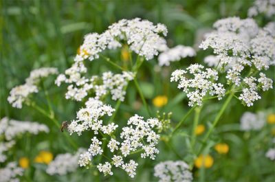 Close-up of white flowering plant